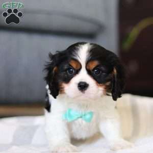 Jaylin, Cavalier King Charles Spaniel Puppy